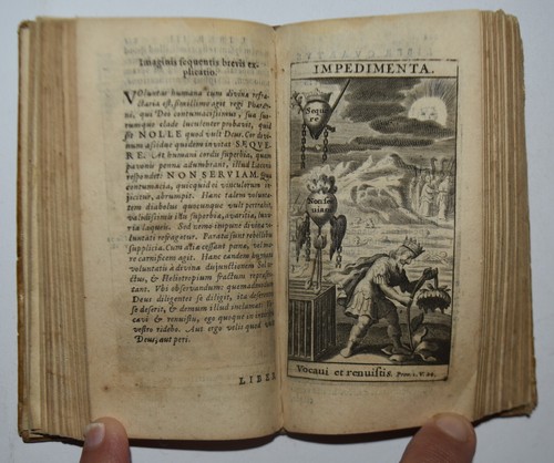 Heliotropium fig 1634 - –, –